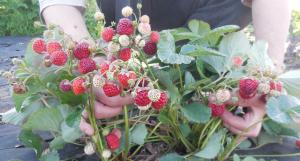 Клубника "МИЦЕ ШИНДЛЕР" (6 шт.)